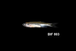 Image of Silver rasbora