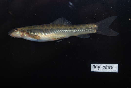 Image of Barred loach