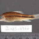 Image of Labeoninae