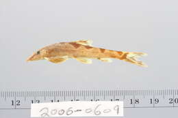 Image of river loaches