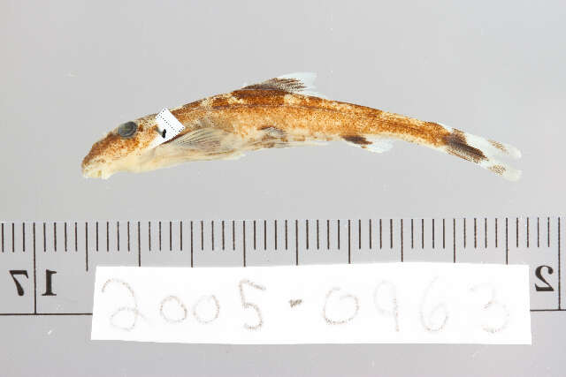 Image of Homaloptera