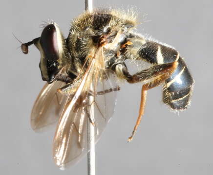 Image of Sphecomyia