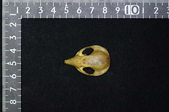 Image of Petauroidea