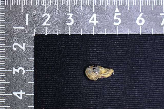 Image of root