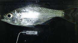 Image of ray-finned fishes