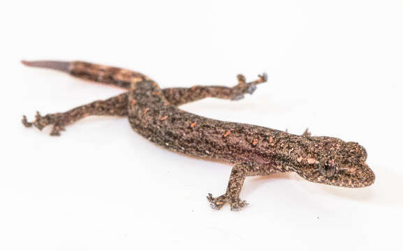 Image of Rotuman Forest Gecko