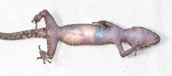 Image of Barking Gecko