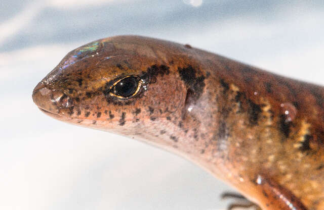 Image of common skink