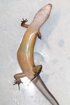 Image of common skink