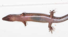 Image of skinks