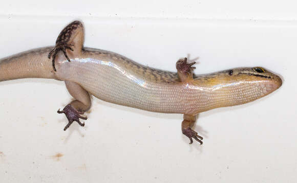 Image of common skink