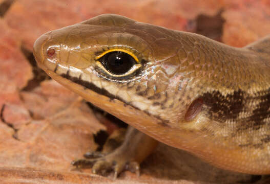 Image of common skink