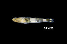 Image of Schismatogobius