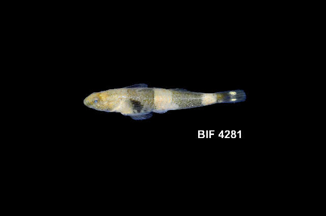 Image of Schismatogobius