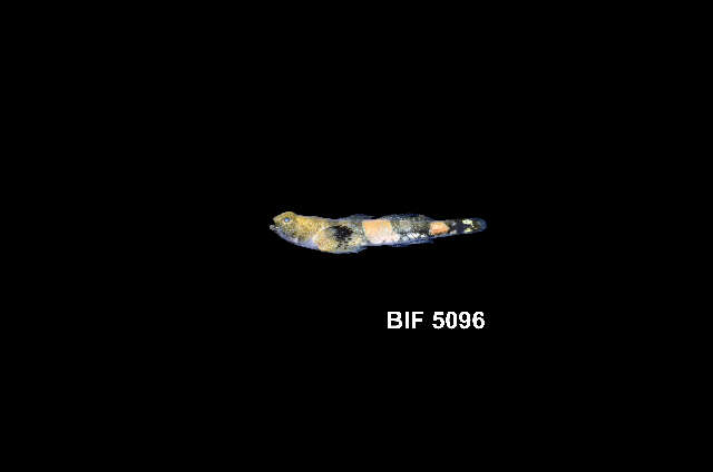 Image of Schismatogobius