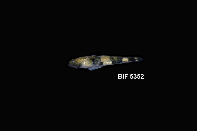 Image of Schismatogobius