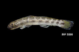 Image of Sicyopterus