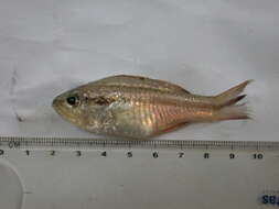 Image of Barred striped cardinalfish