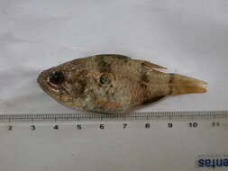 Image of Bullseye cardinalfish