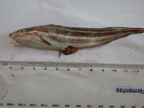 Image of Striped catfish