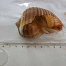 Image of Tonna galea (Linnaeus 1758)
