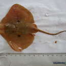 Image of Brown ray