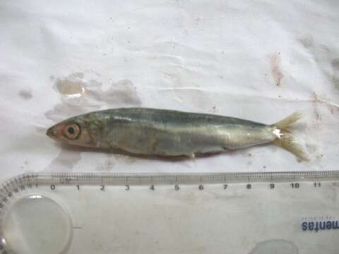 Слика од Etrumeus golanii Di Battista, Randall & Bowen 2012
