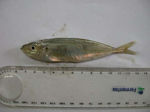 Image of Black Sea Horse Mackerel