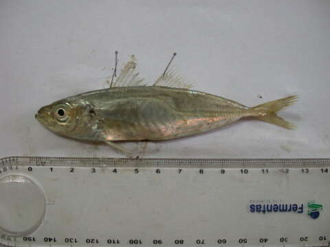 Image of Black Sea Horse Mackerel