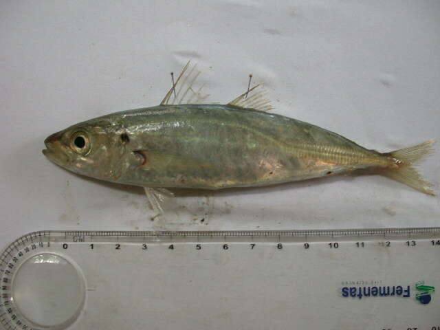 Image of Indian Scad