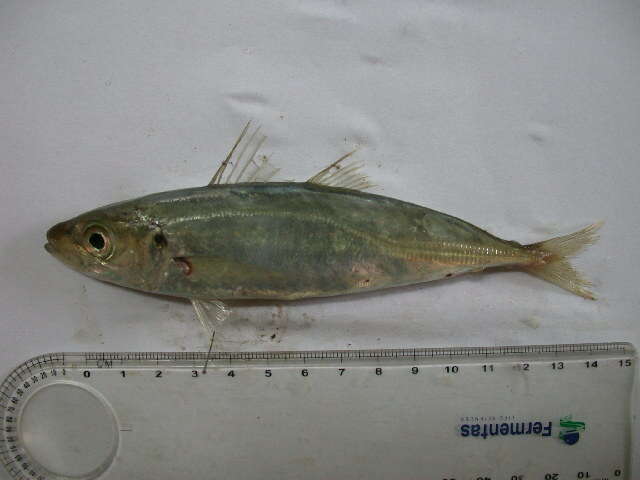 Image of Indian Scad