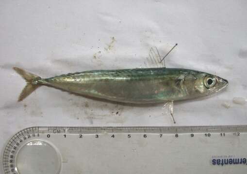 Image of Pacific Chub Mackerel