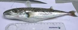 Image of Silver-cheeked Toadfish