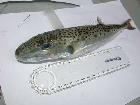 Image of Silver-cheeked Toadfish