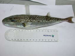 Image of Silver-cheeked Toadfish