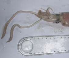 Image of European squid