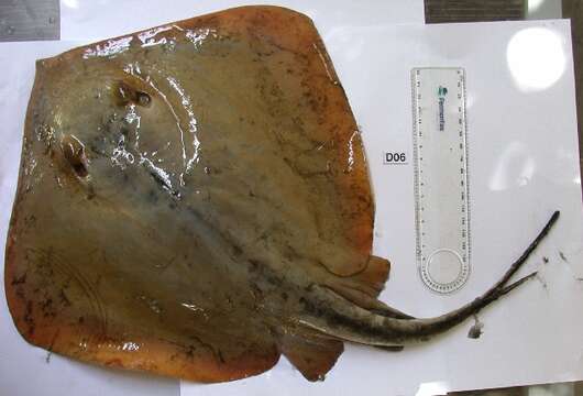 Image of Common Stingray