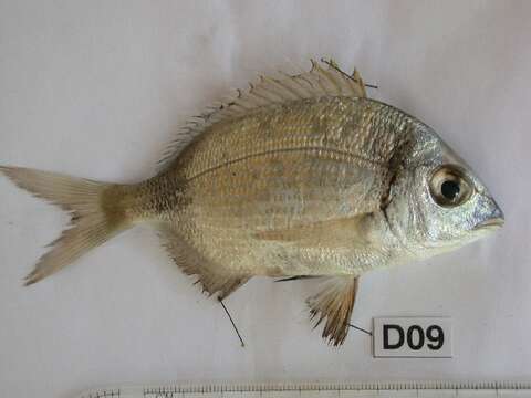 Image of Blacktail Bream