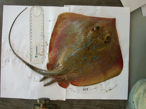 Image of Common Stingray