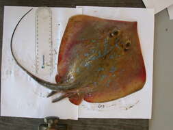 Image of Common Stingray