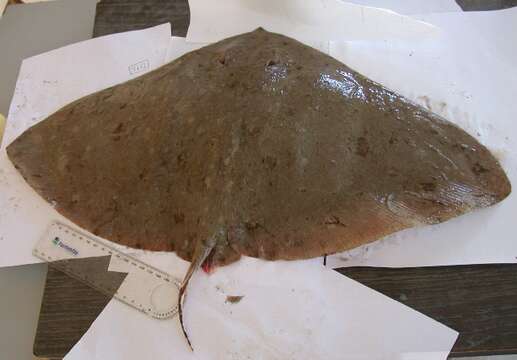 Image of Spiny Butterfly Ray