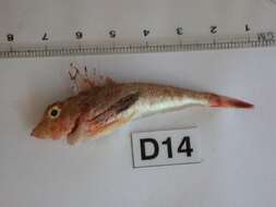 Image of Large scaled gurnard