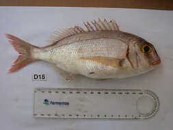 Image of Common Sea Bream