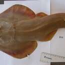 Image of Common Guitarfish