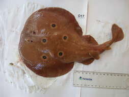 Image of Common Torpedo Ray