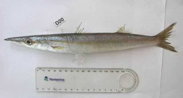 Image of Barracuda