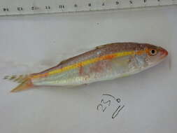 Image of Goldband goatfish