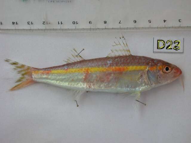 Image of Goldband goatfish