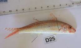 Image of Por&#39;s goatfish