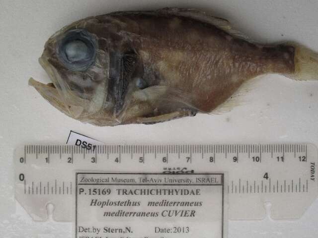 Image of Mediterranean redfish